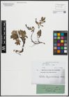 Foto von Salix alpina Scop.
